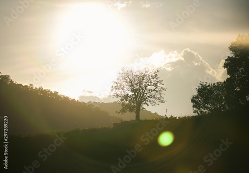 silhouette big tree with golden light