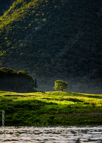 One tree lonely in big mountain