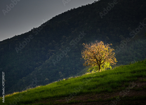 One tree beatuful light on mountain