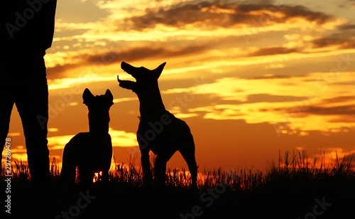 Man and dogs on the background of incredible sunset, beautiful sunset, two dogs and a man, Belgian shepherd Malinois, a man playing with dogs, dogs jumping