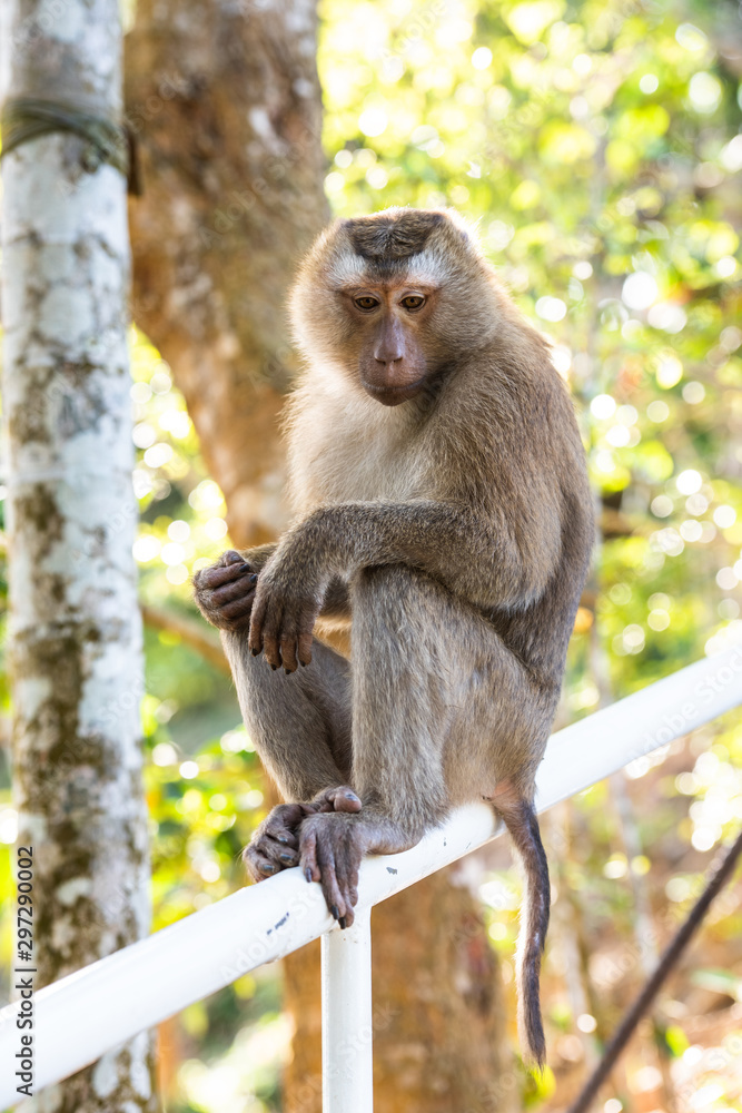 Monkey Monkey
