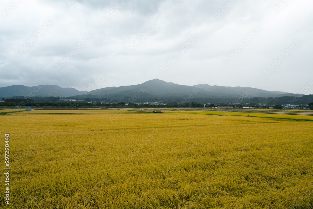 東北地方の田んぼの景色