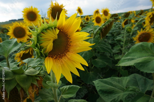 field of sunflowers