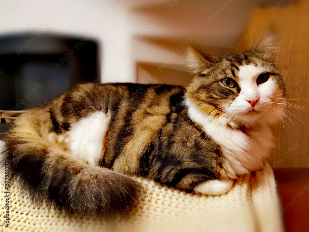 cat sleeping on pillow