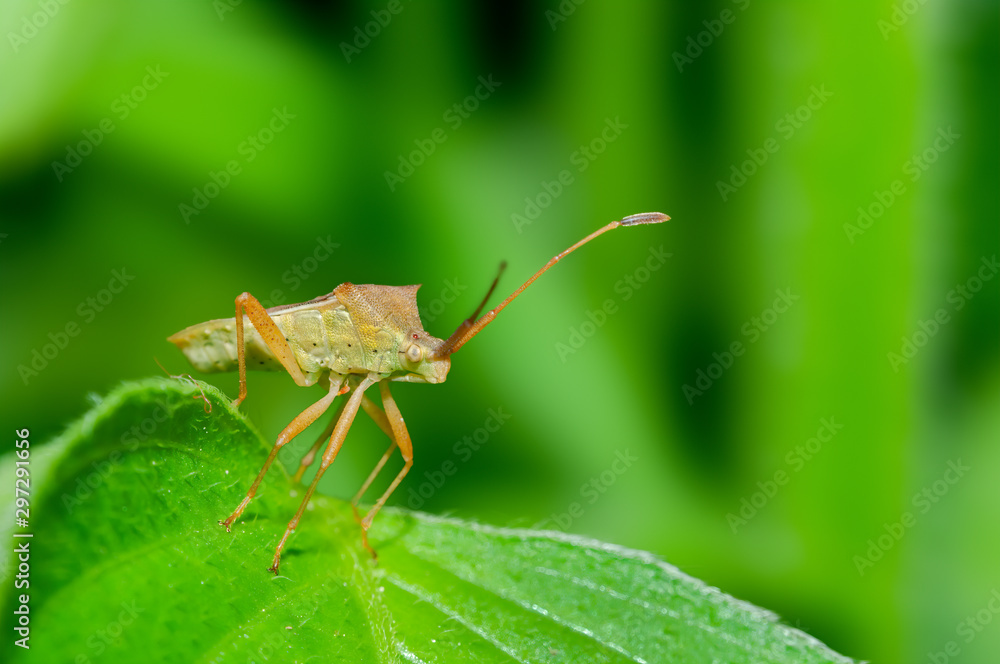Bug on a leaf in green habitat Bug on a leaf in green habitat