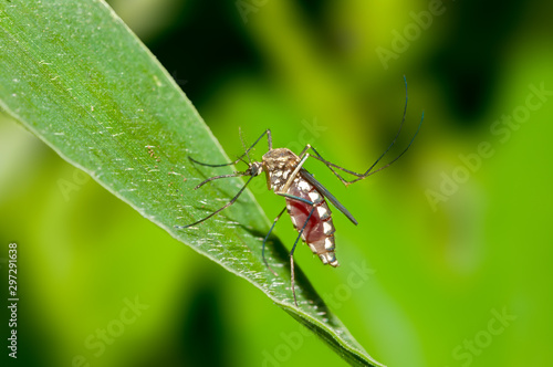 Close up shot of a mosquito on a leaf