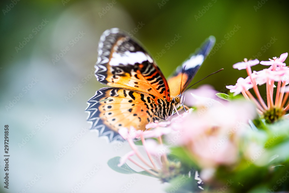 Obraz premium butterfly on flower