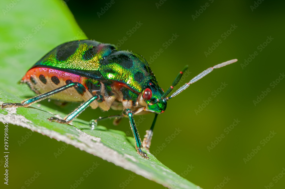 Fototapeta premium Jewel bug on a leaf with simple background