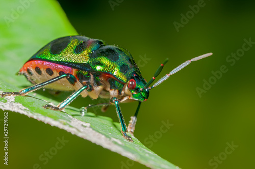 Jewel bug on a leaf with simple background