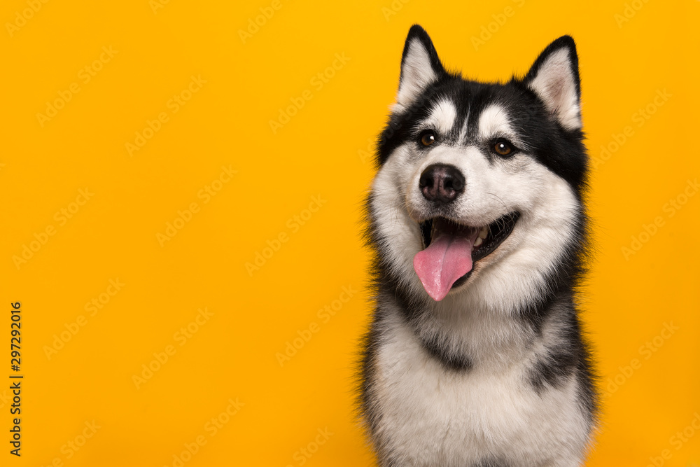 Portrait of a siberian husky looking at the camera with mouth open on a yellow background <span>plik: #297292016 | autor: Elles Rijsdijk</span>