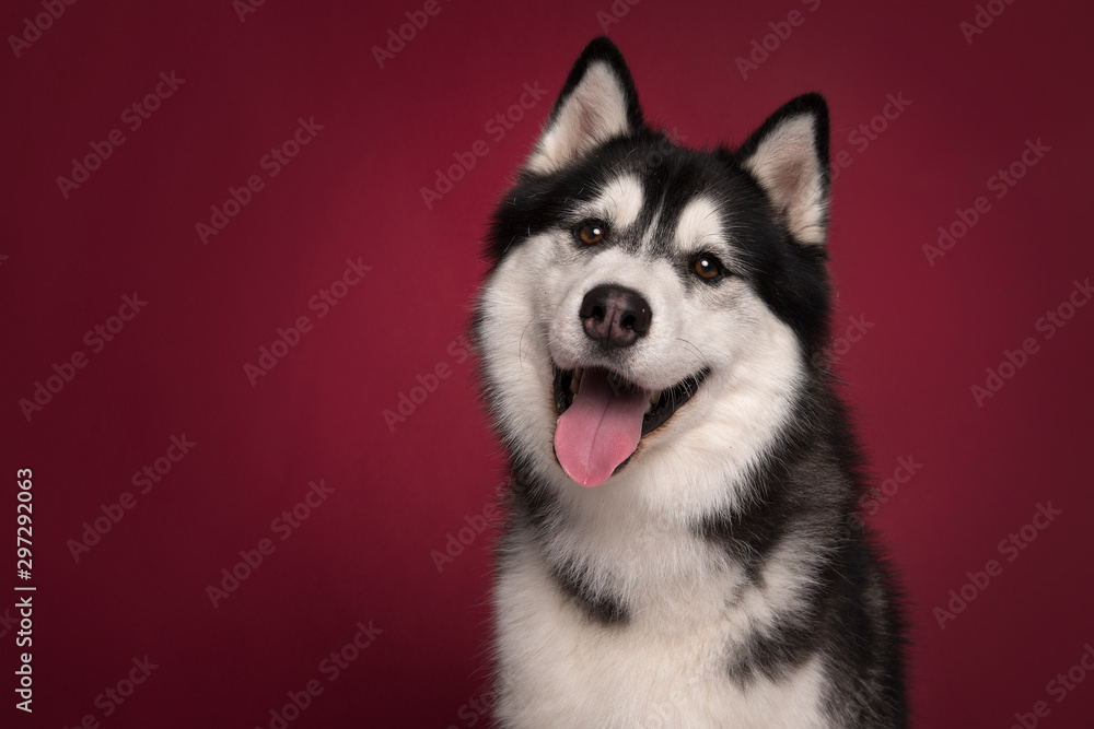 Naklejka Portrait of a siberian husky looking at the camera with mouth open on a burgundy red background