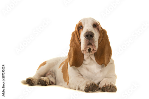Basset hound lying down looking at the camera isolated on a white background