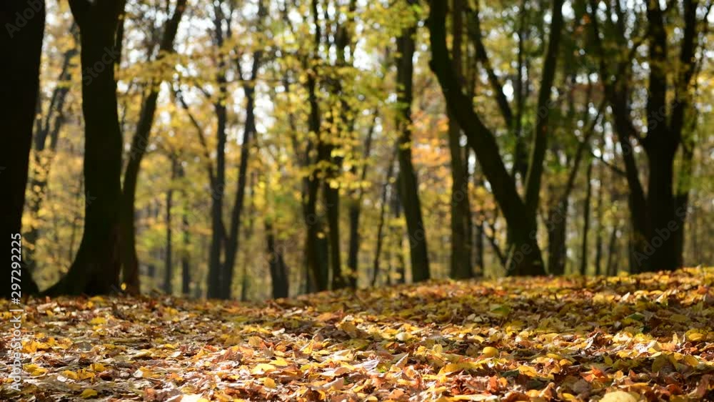 Nice autumn forest early morning nature travel sunny day 4k video Nice autumn forest early morning nature travel sunny day 4k video