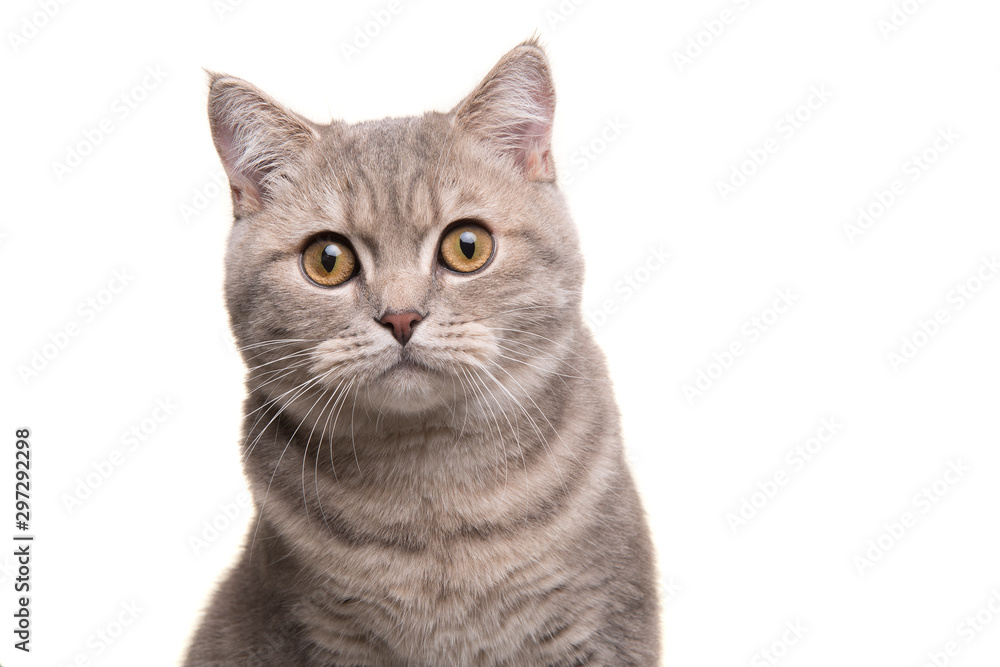 Obraz premium Portret całkiem srebrny pręgowany kot brytyjski krótkowłosy patrząc w kamerę na białym tle na białym tle