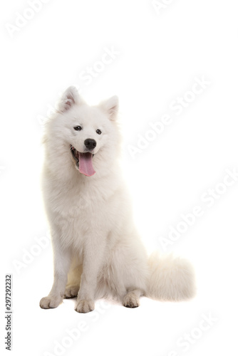 White samoyed dog sitting with mouth open isolated on a white background
