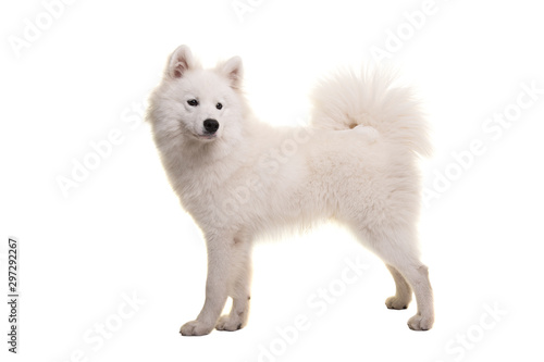 White samoyed dog standing seen from the side isolated on a white background photo