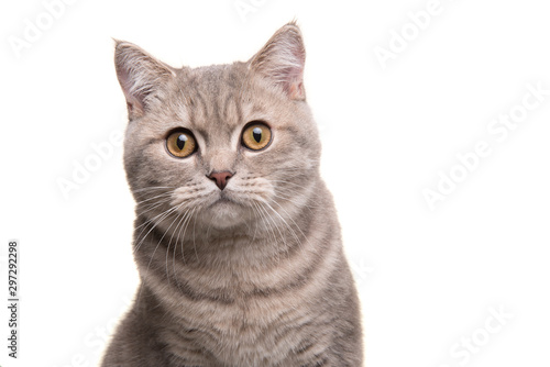 Portrait of a pretty silver tabby british shorthair cat looking at the camera isolated on a white background © Elles Rijsdijk
