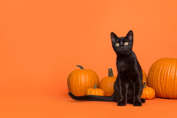 Pretty black cat between orange pumpkins on an orange background