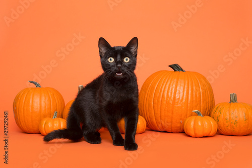 Pretty black cat between orange pumpkins on an orange background © Elles Rijsdijk