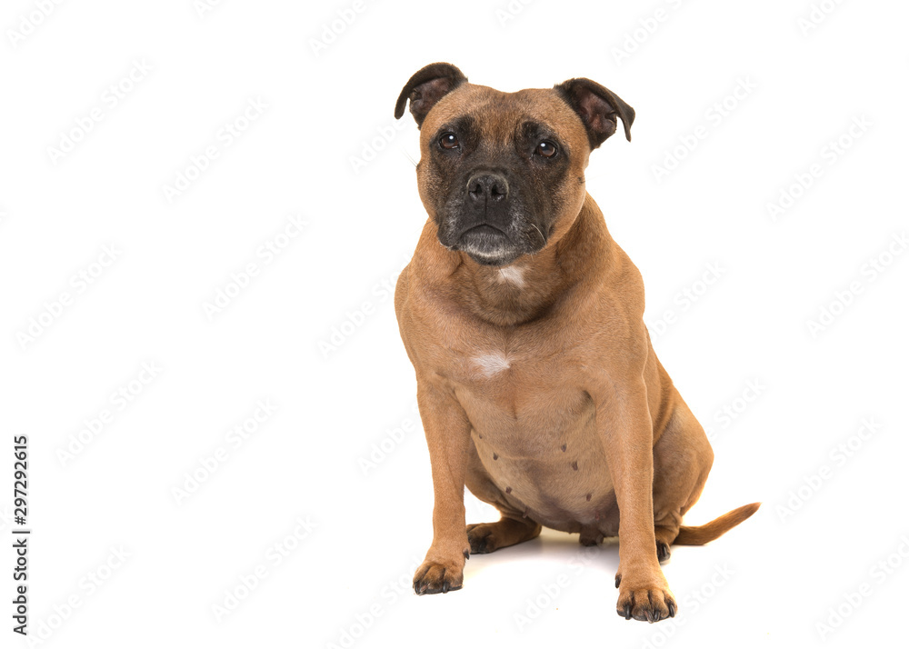 Sitting cute Stafford Terrier looking at the camera isolated on a white background