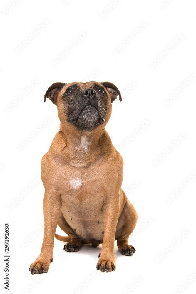 Cute Stafford Terrier looking up sitting isolated on a white background