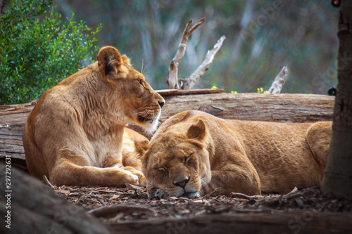 sleeping lion photo