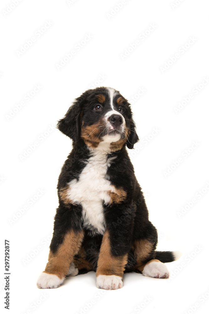 Cute bernese mountain dog puppy looking up sitting isolated on a white background