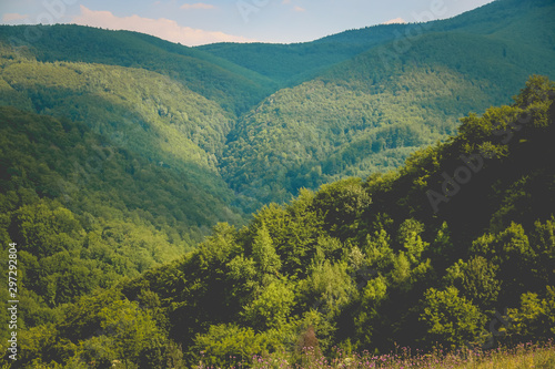 green forest mountain hills 