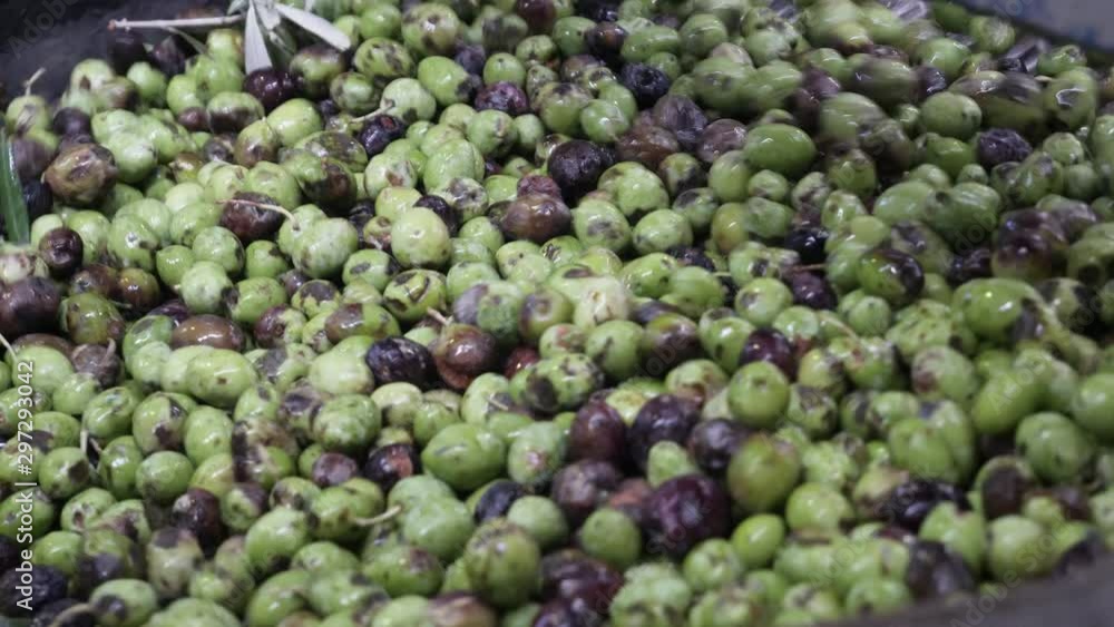 Machinery cleans and sorts olives during the production of olive oil.
Machinery cleans and sorts olives during the production of olive oil.