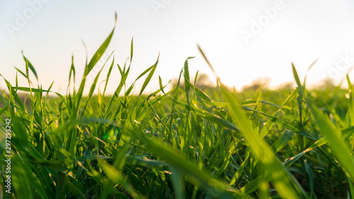 green grass with sunbeams close-up