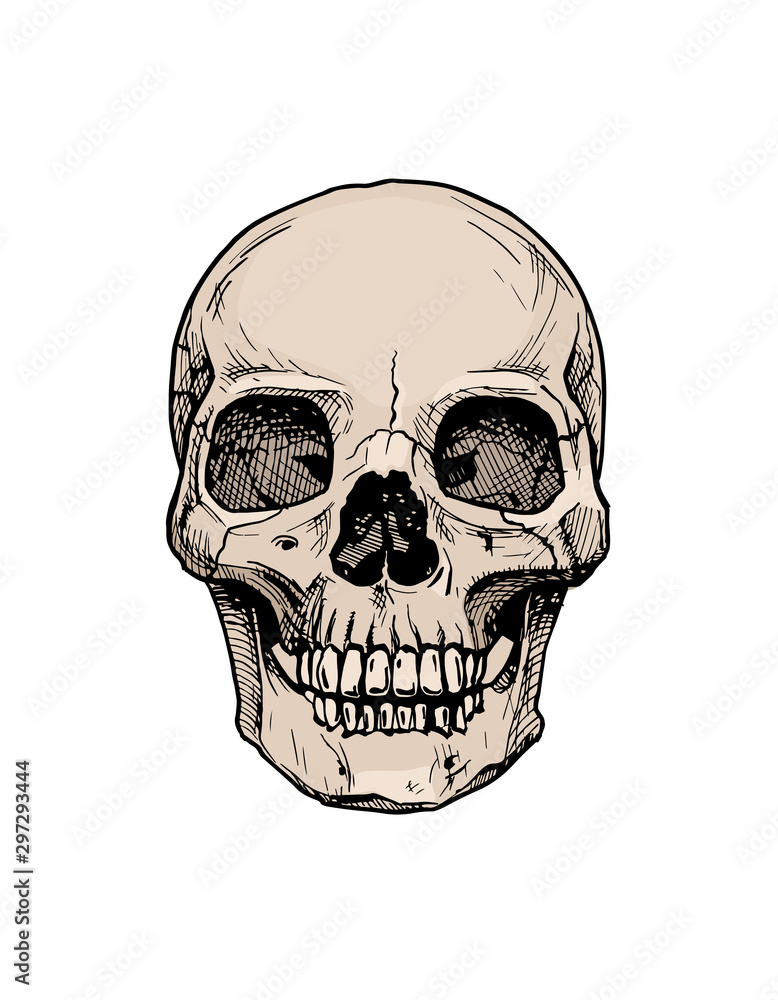 Fototapeta premium Human skull with a lower jaw.
