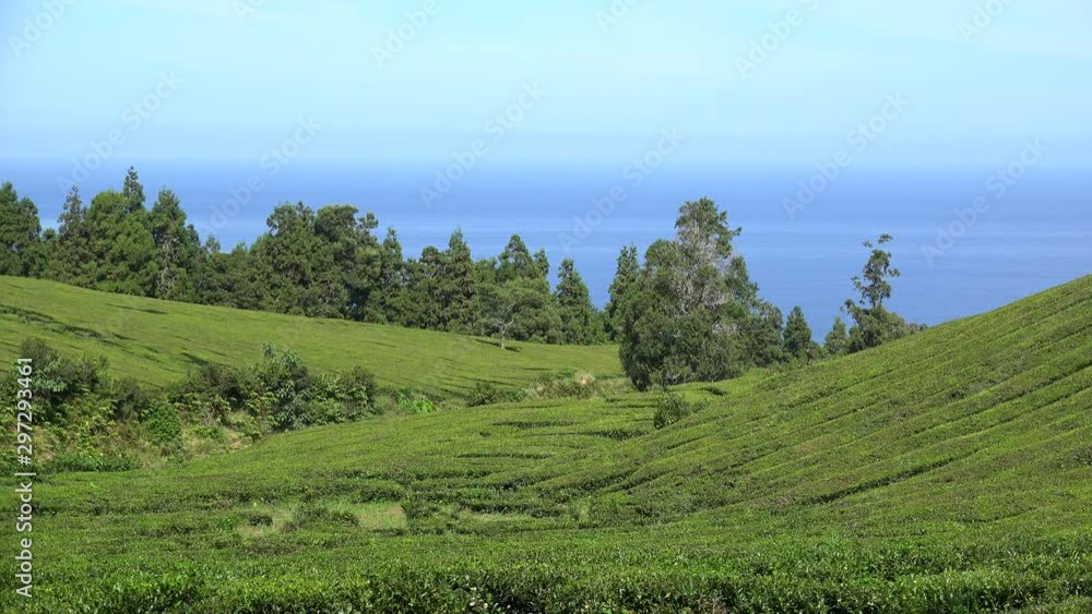 Tea Plantations at the Sao Miguel Island, Azores. Portugal Tea Plantations at the Sao Miguel Island, Azores. Portugal