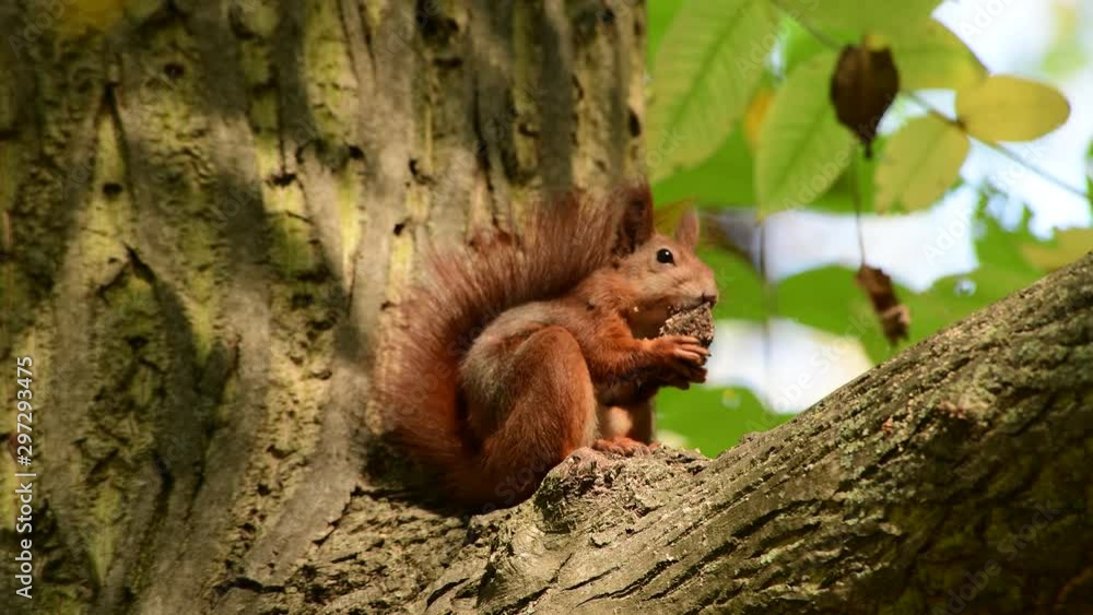 Squirrel eats nut on autumn tree nature animal wild life survive 4k video Squirrel eats nut on autumn tree nature animal wild life survive 4k video