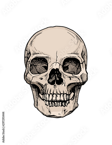 Human skull with a lower jaw.