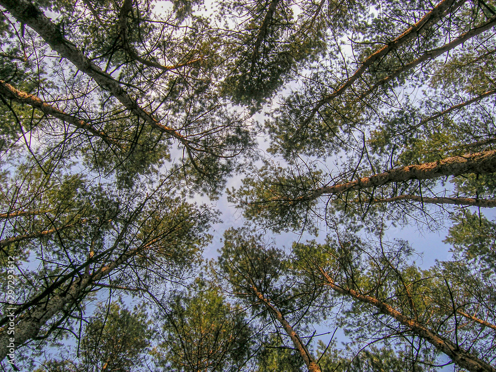 Fototapeta premium Forest from bottom to top in summer, spruce, pine.