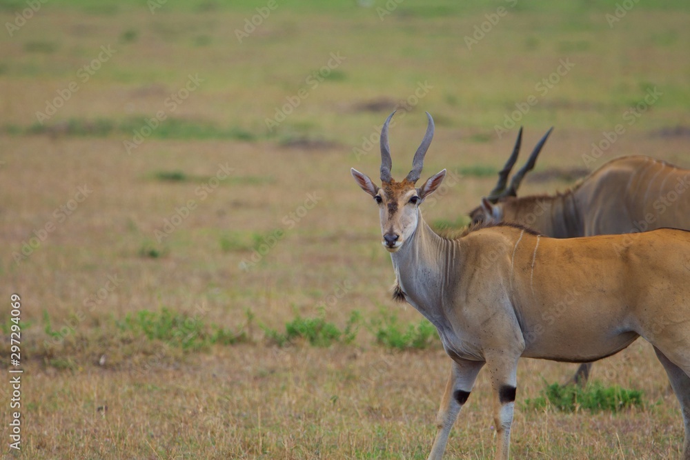 Eland Standing in savanna of masai mara, another eland on background , Kenya, Africa. Side view Eland Standing in savanna of masai mara, another eland on background , Kenya, Africa. Side view