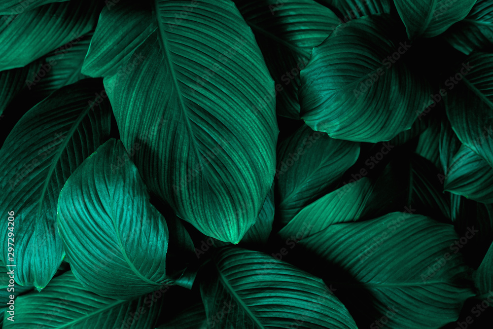 leaves of Spathiphyllum cannifolium, abstract green texture, nature background, tropical leaf leaves of Spathiphyllum cannifolium, abstract green texture, nature background, tropical leaf