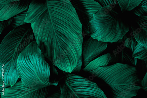 leaves of Spathiphyllum cannifolium  abstract green texture  nature background  tropical leaf