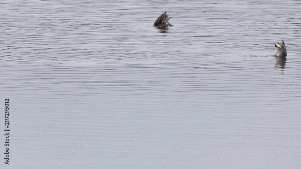 Funny Wigeon Wildfowl Birds Bobbing Into Rippling Still Water To Feed Copy Space Funny Wigeon Wildfowl Birds Bobbing Into Rippling Still Water To Feed Copy Space