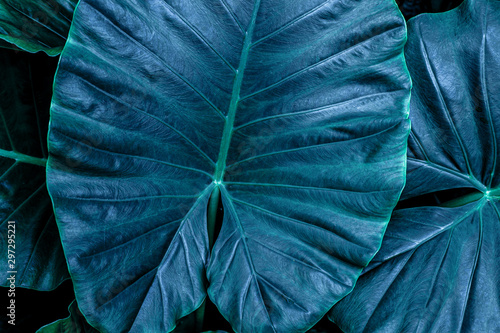 abstract green texture, nature blue tone background, tropical leaf