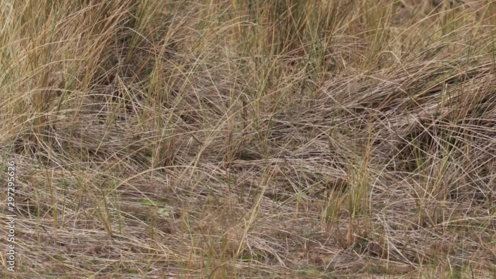 Skylark Bird On Ground In Sand Dune Norfolk Coast Spring Skylark Bird On Ground In Sand Dune Norfolk Coast Spring