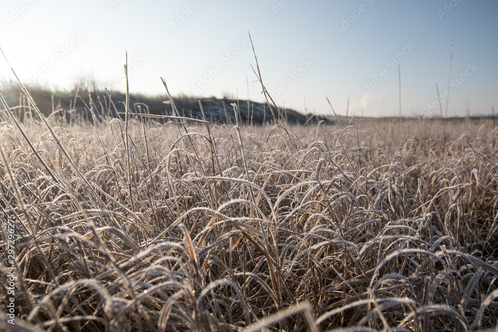 Fototapeta premium frozen grass