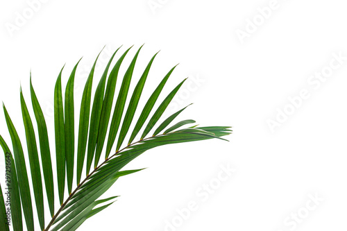 tropical coconut leaf isolated on white background  summer background