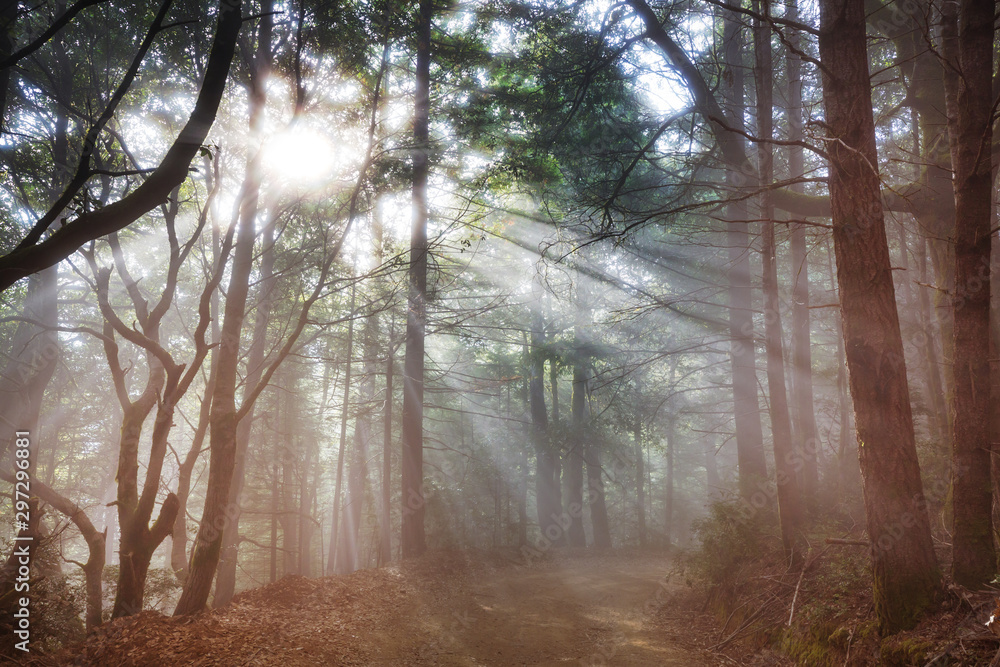 Sunny forest