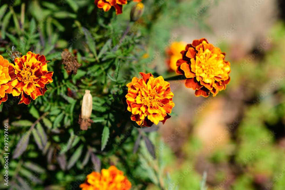 Closeup of yellow and orange marigold flowers Closeup of yellow and orange marigold flowers