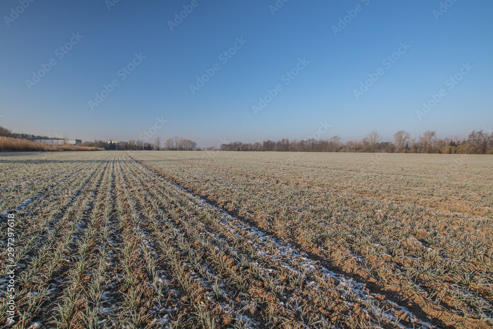 Frozen field texture