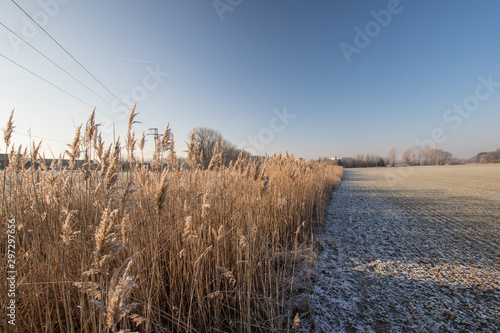 Fototapeta Naklejka Na Ścianę i Meble -  winter morning with frozen reed