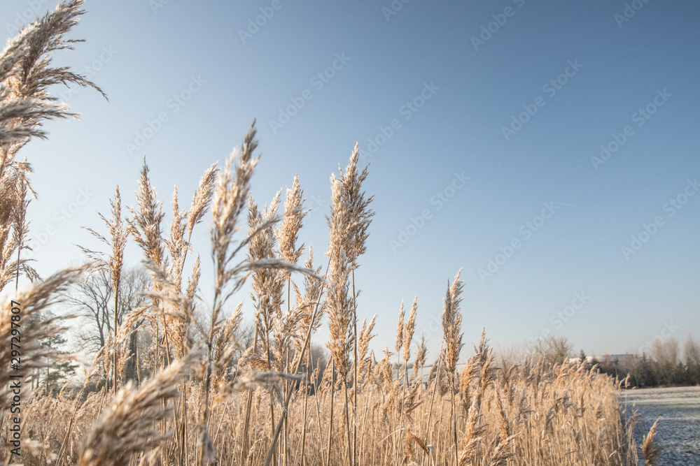 Fototapeta premium winter morning with frozen reed