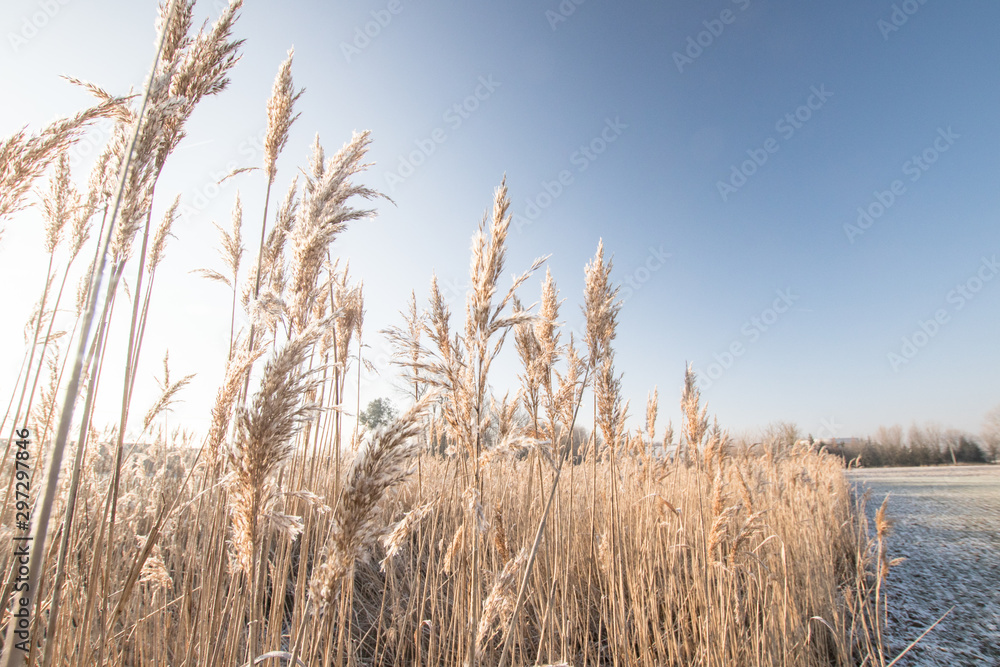 Fototapeta premium winter morning with frozen reed