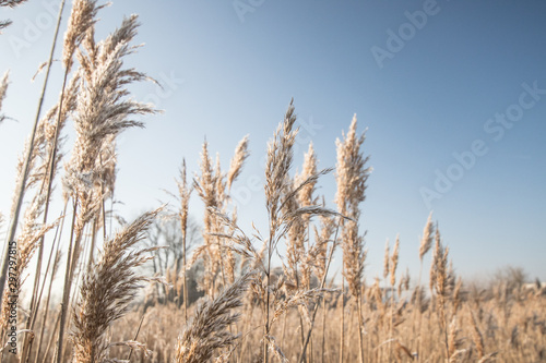 winter morning with frozen reed